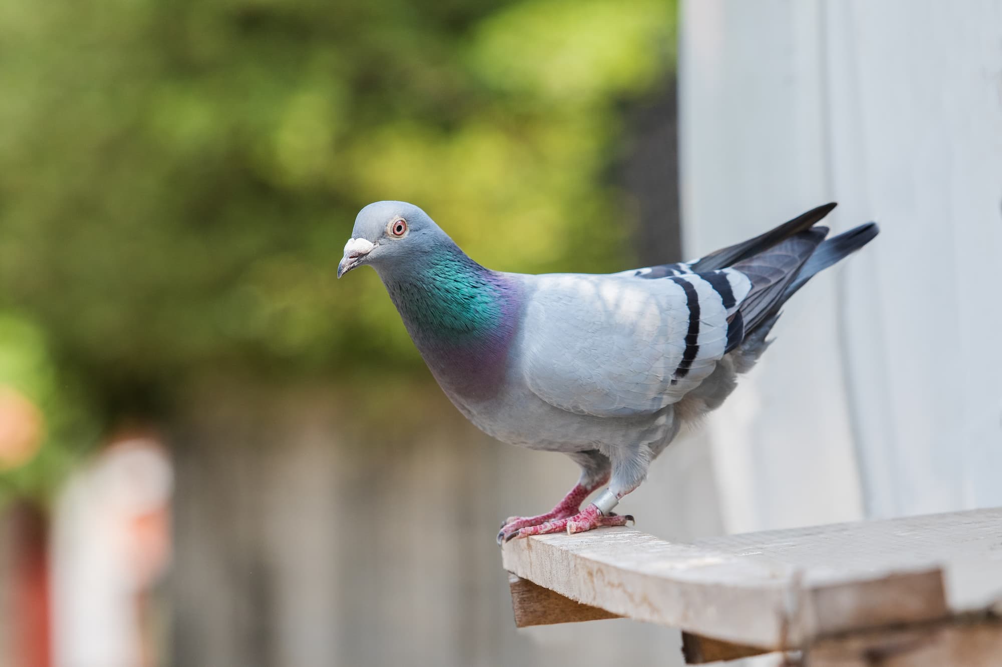 Entreprise de dépigeonnage : traitement professionnel autour de Strasbourg et Schiltigheim dans le Bas-Rhin Hœœnheim 3