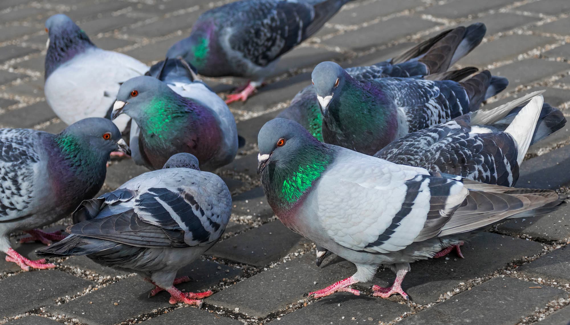 Entreprise de dépigeonnage : traitement professionnel autour de Strasbourg et Schiltigheim dans le Bas-Rhin Strasbourg 9