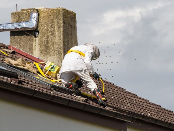 Entreprise de désinsectisation professionnelle à proximité de Strasbourg et Illkirch dans le Bas-Rhin Sélestat 1